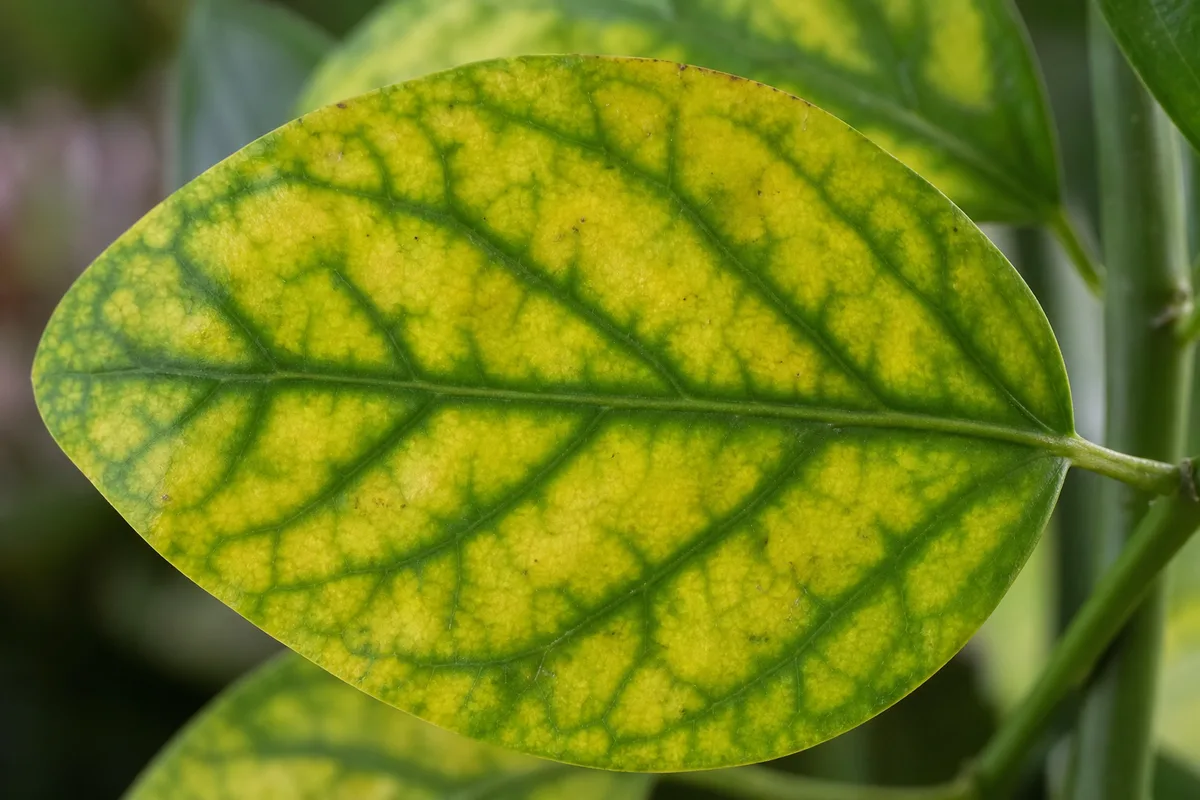 Close-up of Soil Too Acidic on Jasmine - diagnostic detail