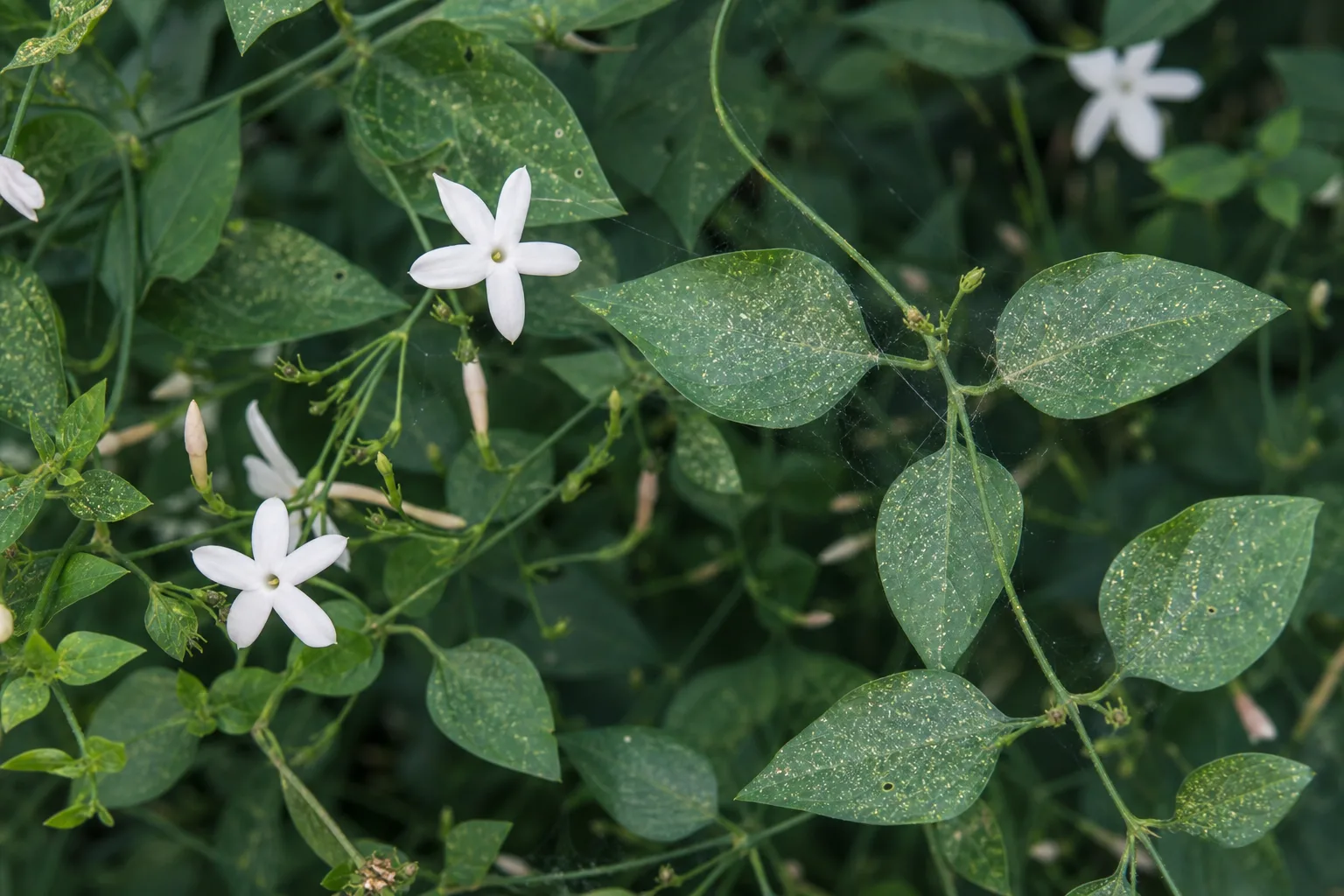 Spider Mites on Jasmine - visible symptom on the plant