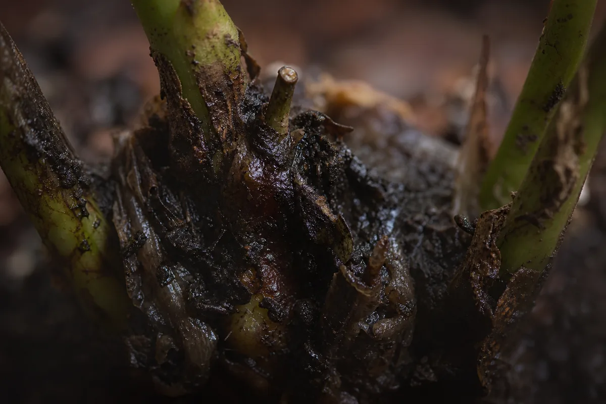Close-up of Stem Rot on Jasmine - diagnostic detail