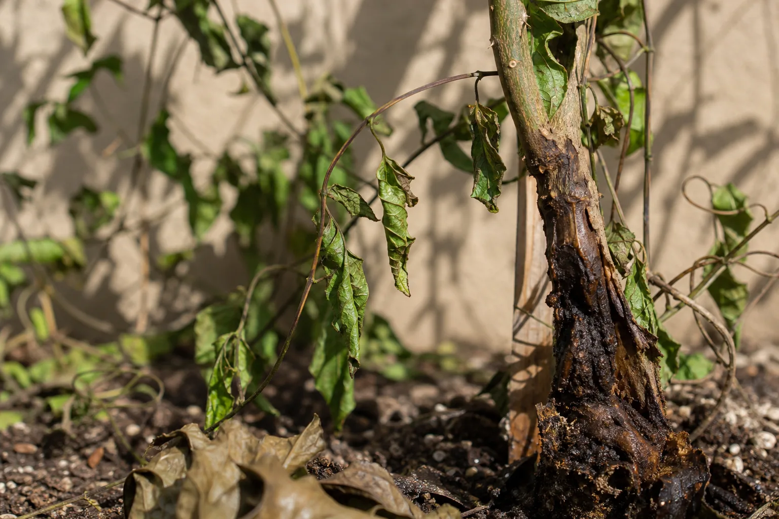 Stem Rot on Jasmine - visible symptom on the plant