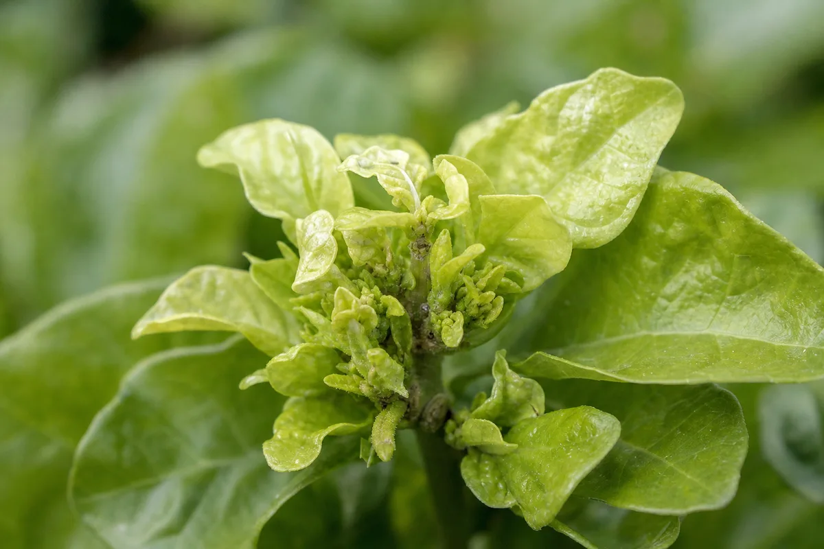 Close-up of Stunted Growth on Jasmine - diagnostic detail