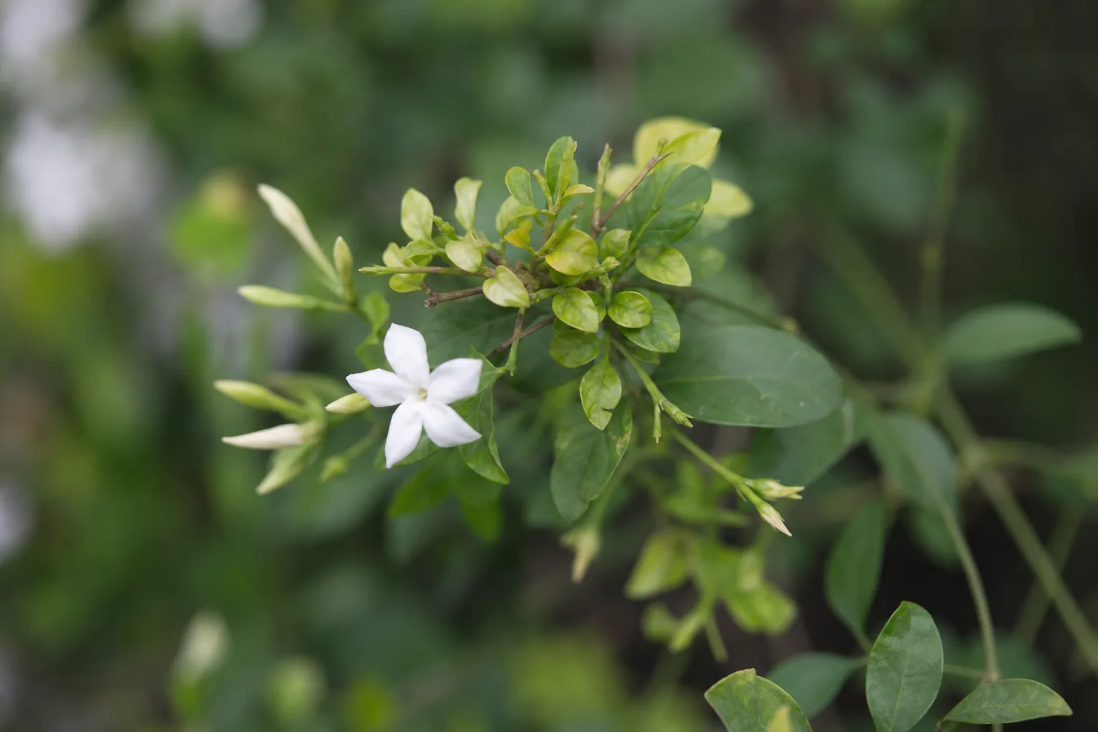 Stunted Growth on Jasmine - visible symptom on the plant