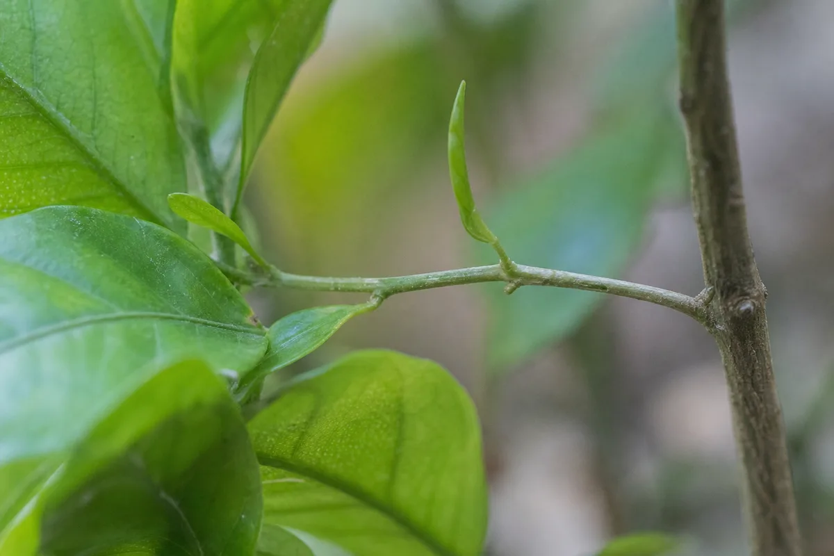 Close-up of Thin Stems on Jasmine - diagnostic detail