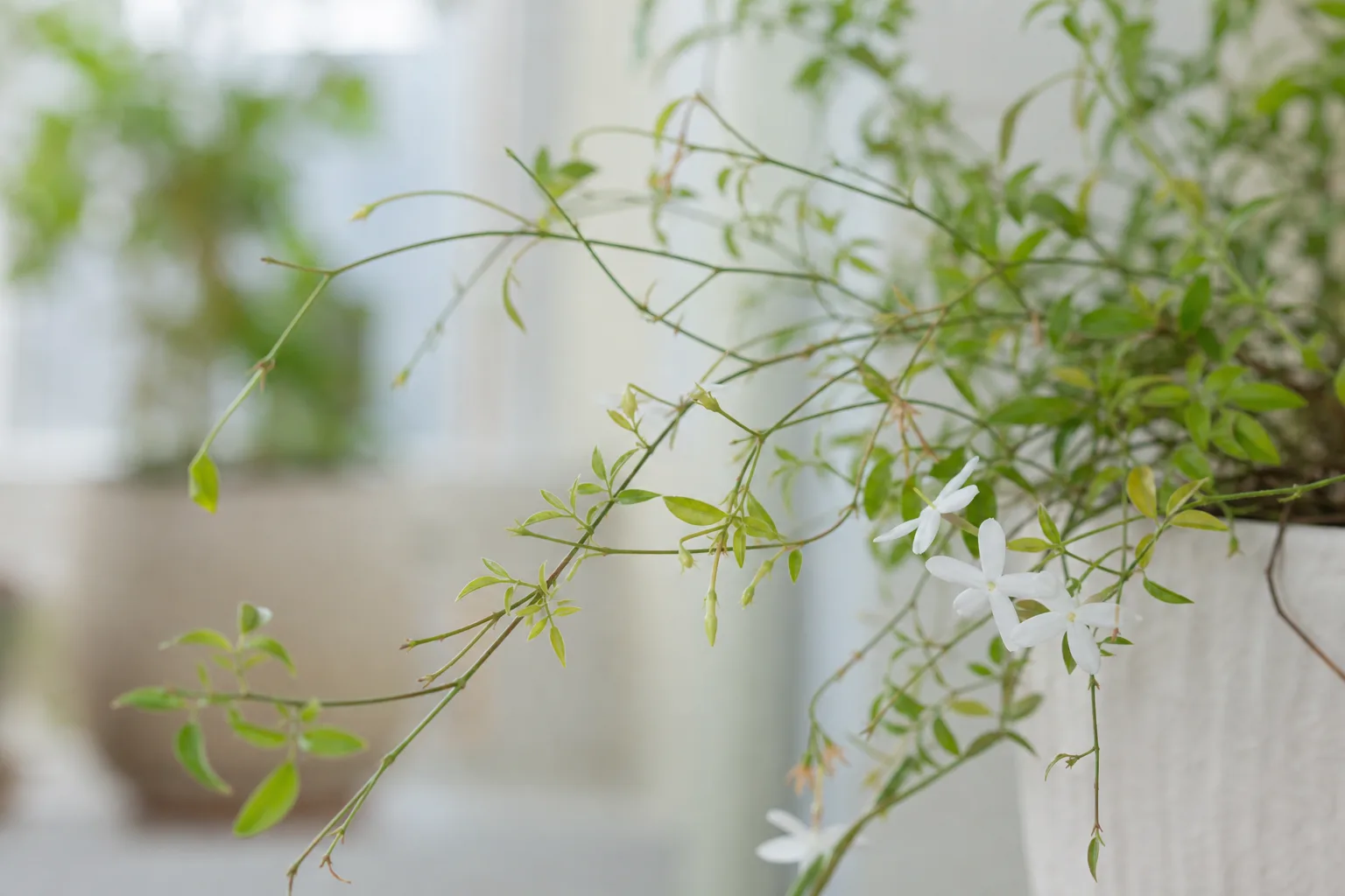 Thin Stems on Jasmine - visible symptom on the plant