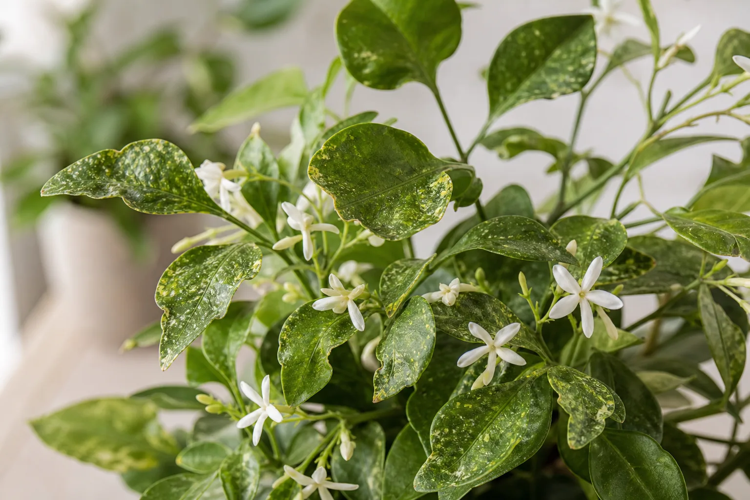 Thrips on Jasmine - visible symptom on the plant