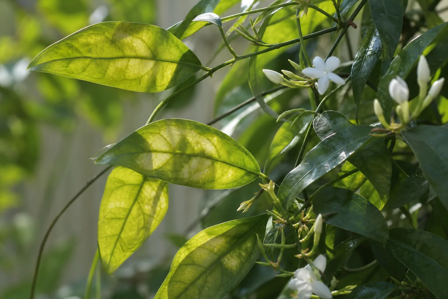 Transparent Leaves on Jasmine - visible symptom on the plant