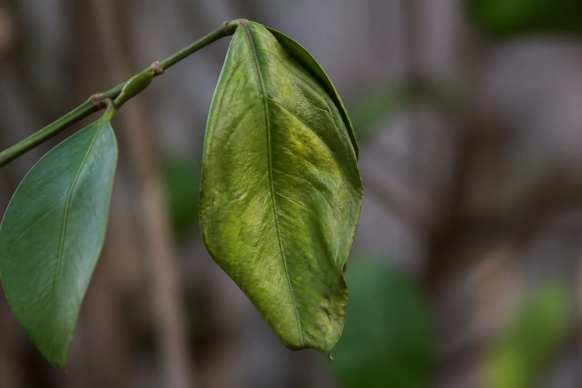 Close-up of Water Stress on Jasmine - diagnostic detail