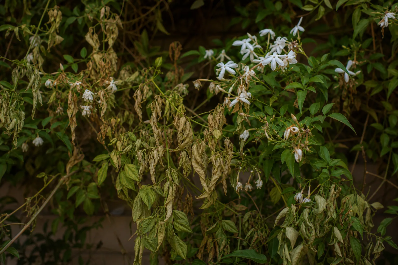 Water Stress on Jasmine - visible symptom on the plant