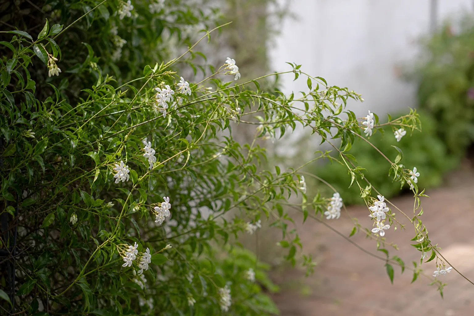 Weak Stems on Jasmine - visible symptom on the plant