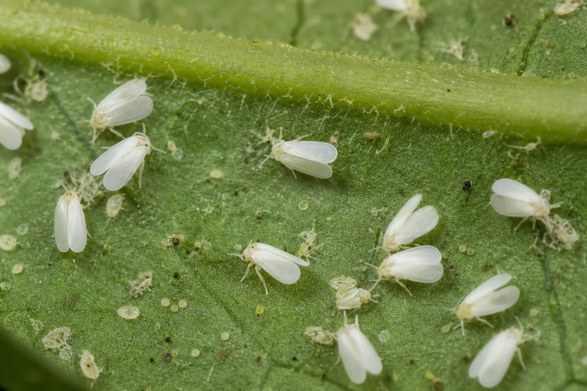 Close-up of Whiteflies on Jasmine - diagnostic detail