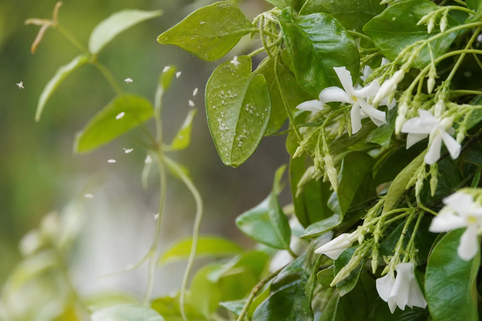 Whiteflies on Jasmine - visible symptom on the plant