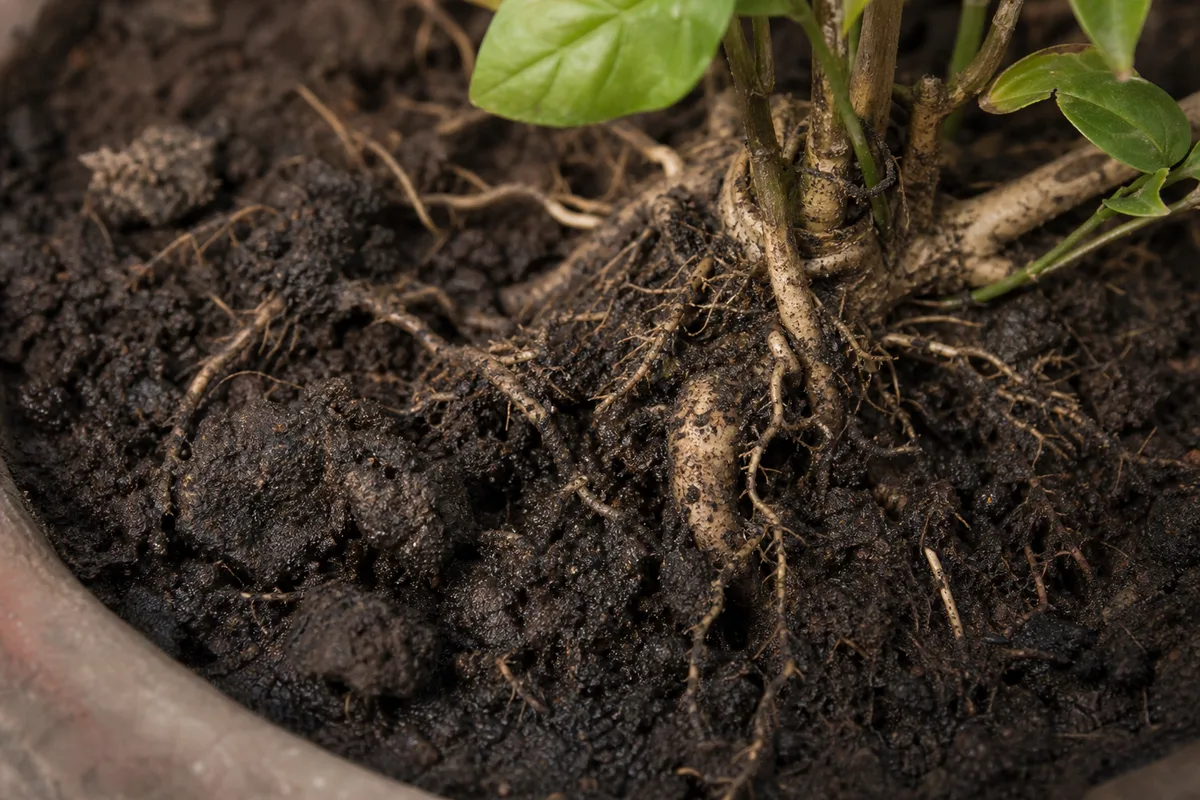 Close-up of Wrong Soil Mix on Jasmine - diagnostic detail