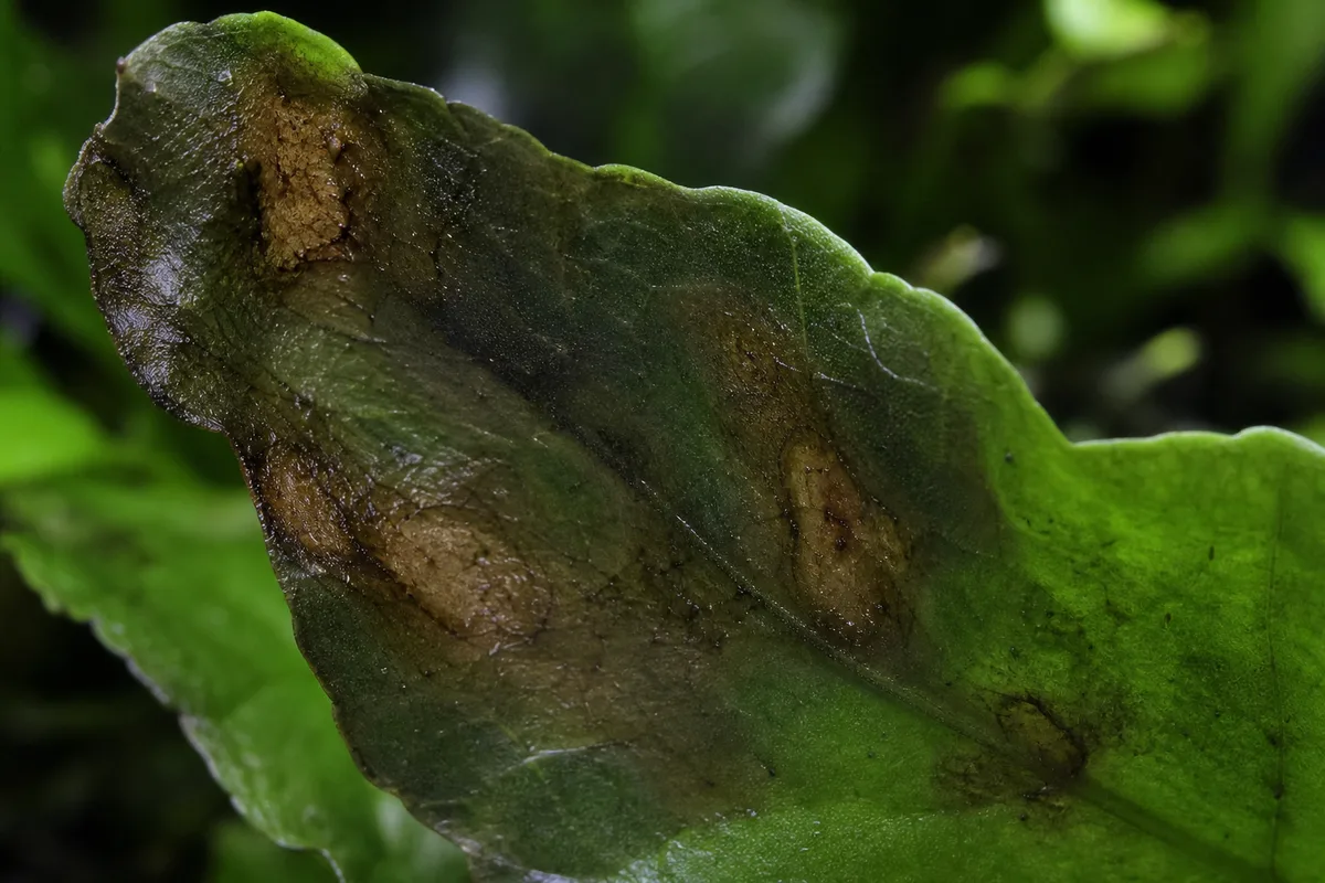 Close-up of Cold Damage on Java Fern - diagnostic detail