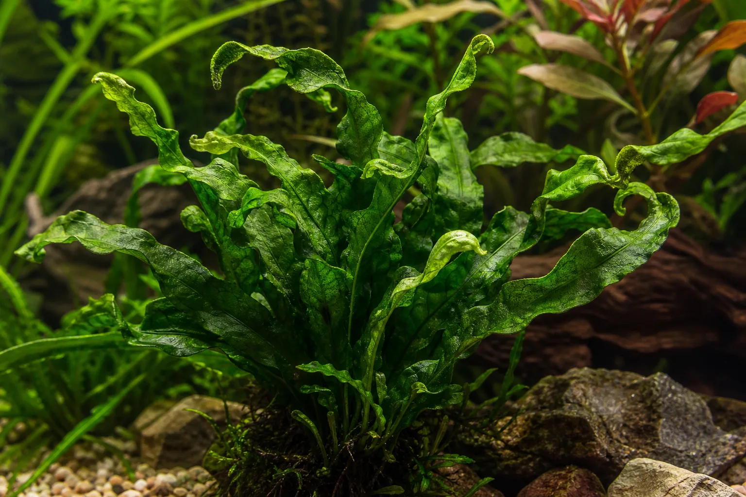 Curling Leaves on Java Fern - visible symptom on the plant