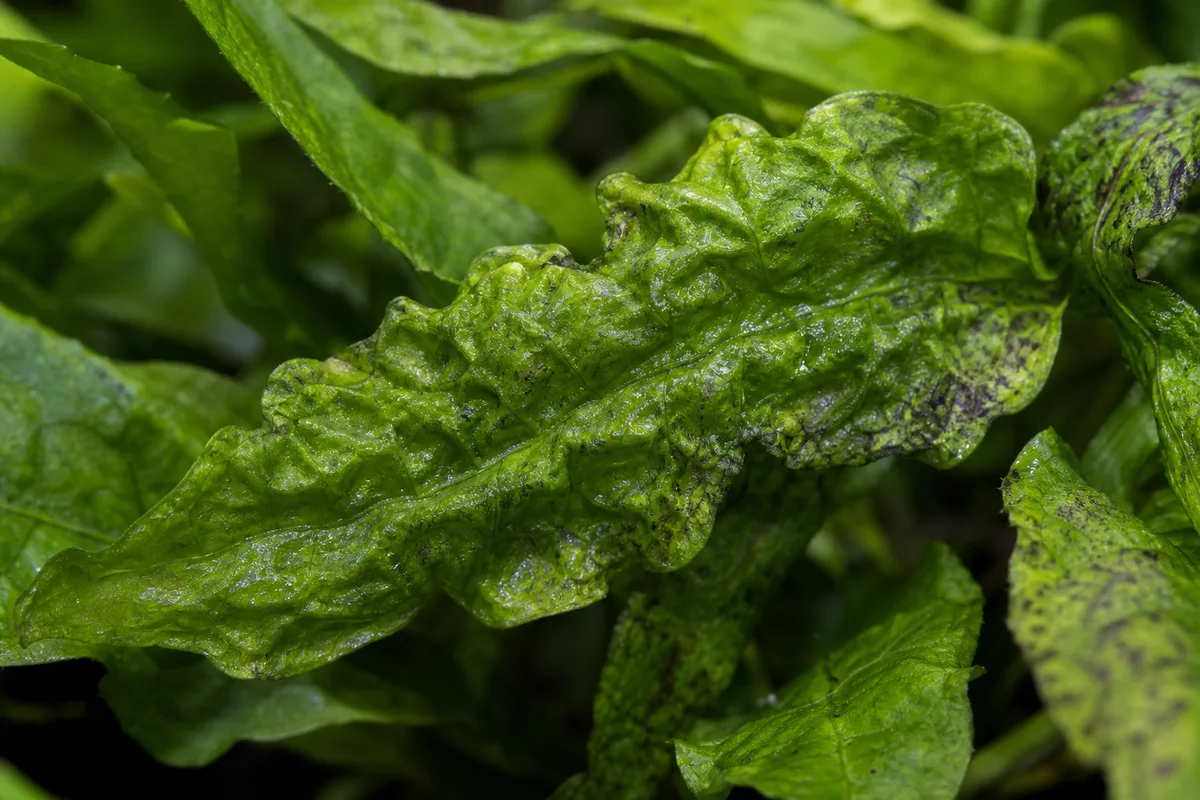 Close-up of Distorted Leaves on Java Fern - diagnostic detail