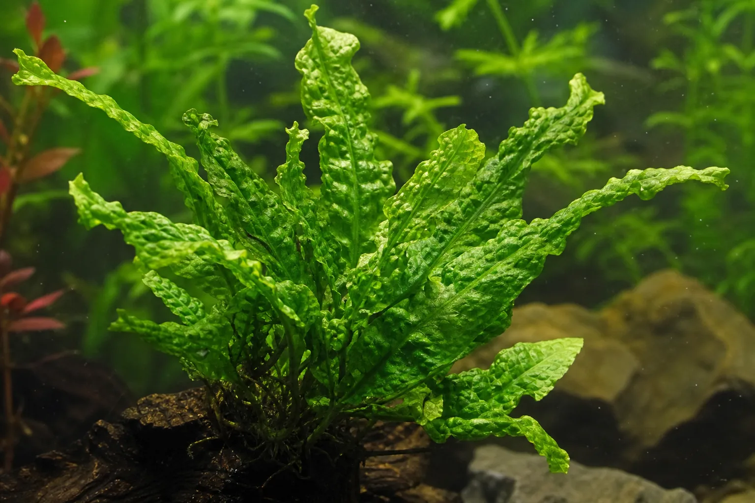 Distorted Leaves on Java Fern - visible symptom on the plant