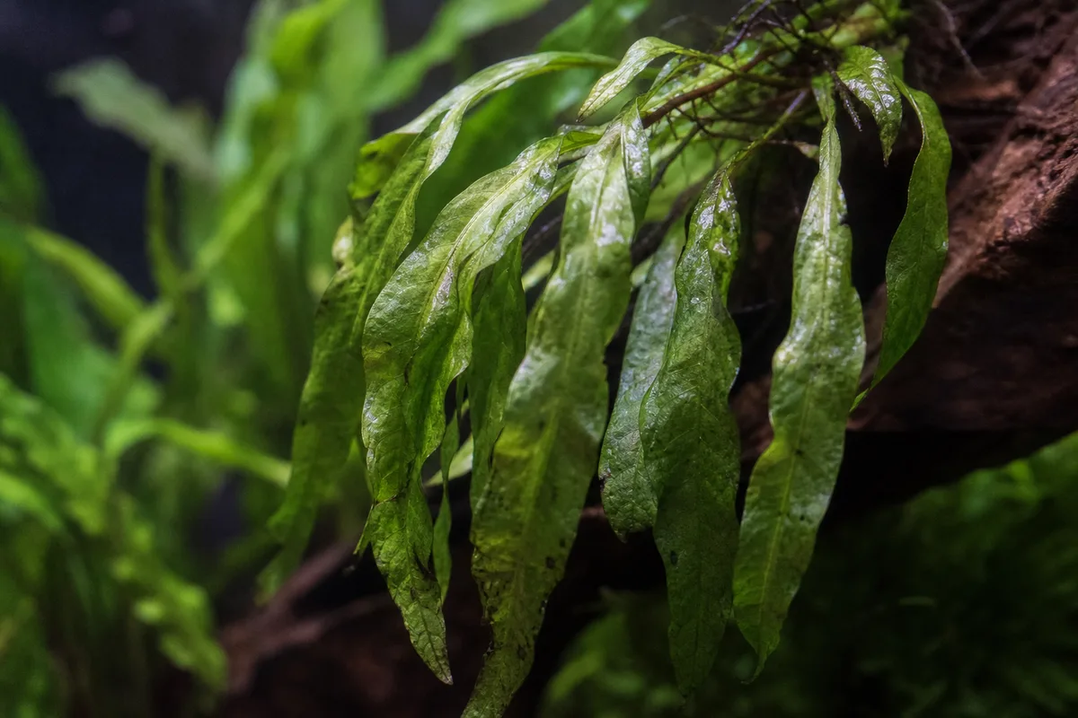 Close-up of Drooping Leaves on Java Fern - diagnostic detail