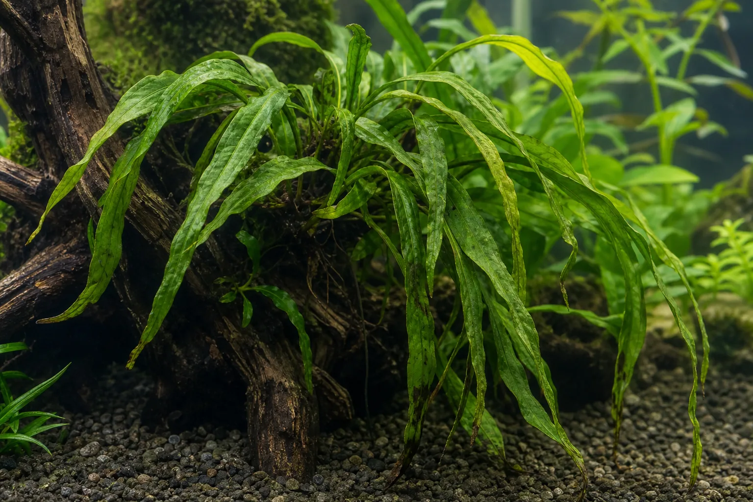Drooping Leaves on Java Fern - visible symptom on the plant