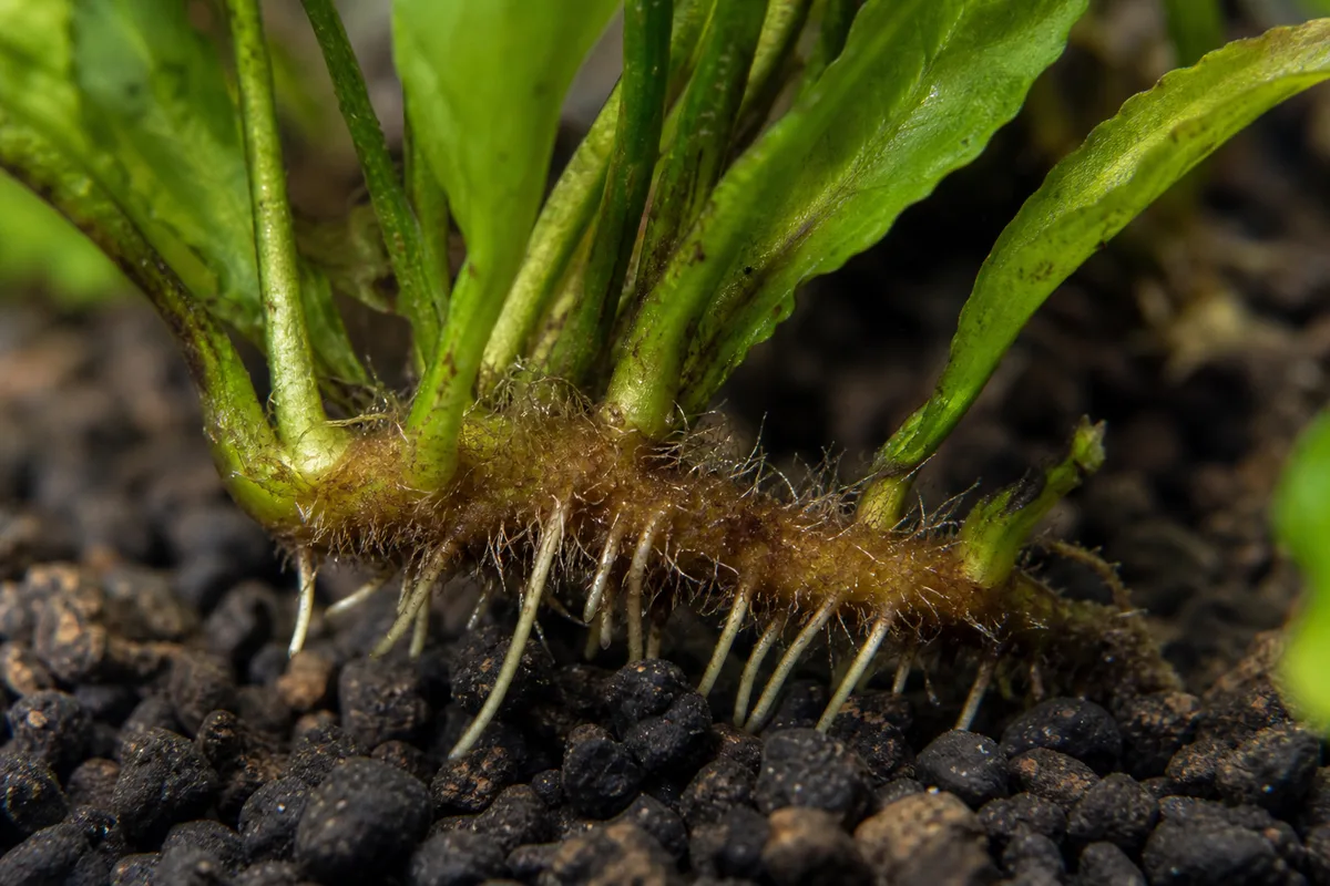 Close-up of Exposed Roots on Java Fern - diagnostic detail