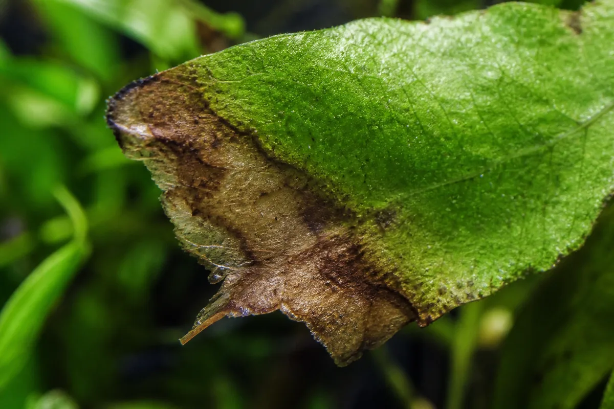 Close-up of Fertilizer Burn on Java Fern - diagnostic detail