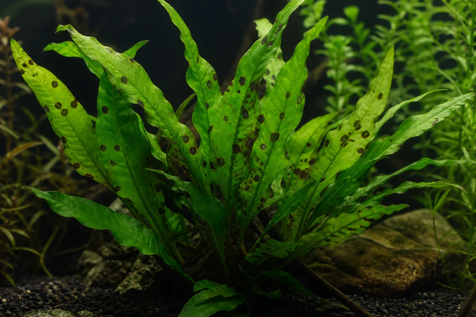 Leaf Spot Disease on Java Fern - visible symptom on the plant