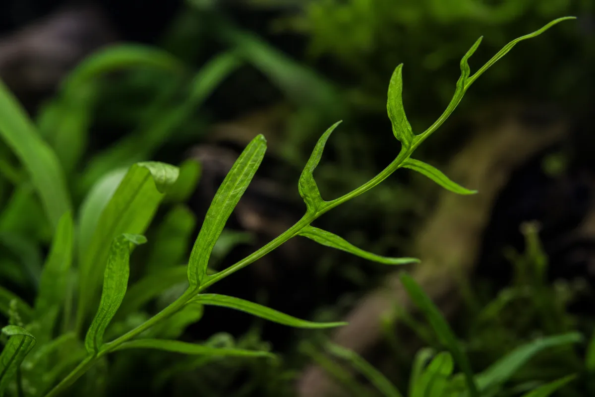 Close-up of Leggy Growth on Java Fern - diagnostic detail