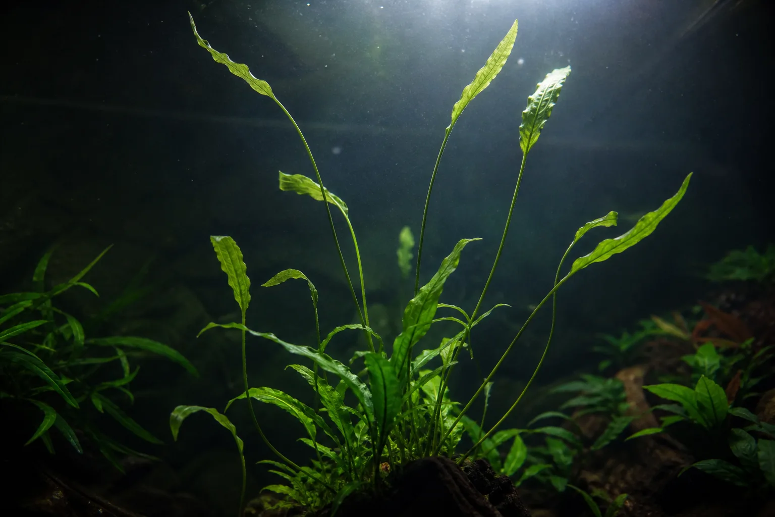 Leggy Growth on Java Fern - visible symptom on the plant