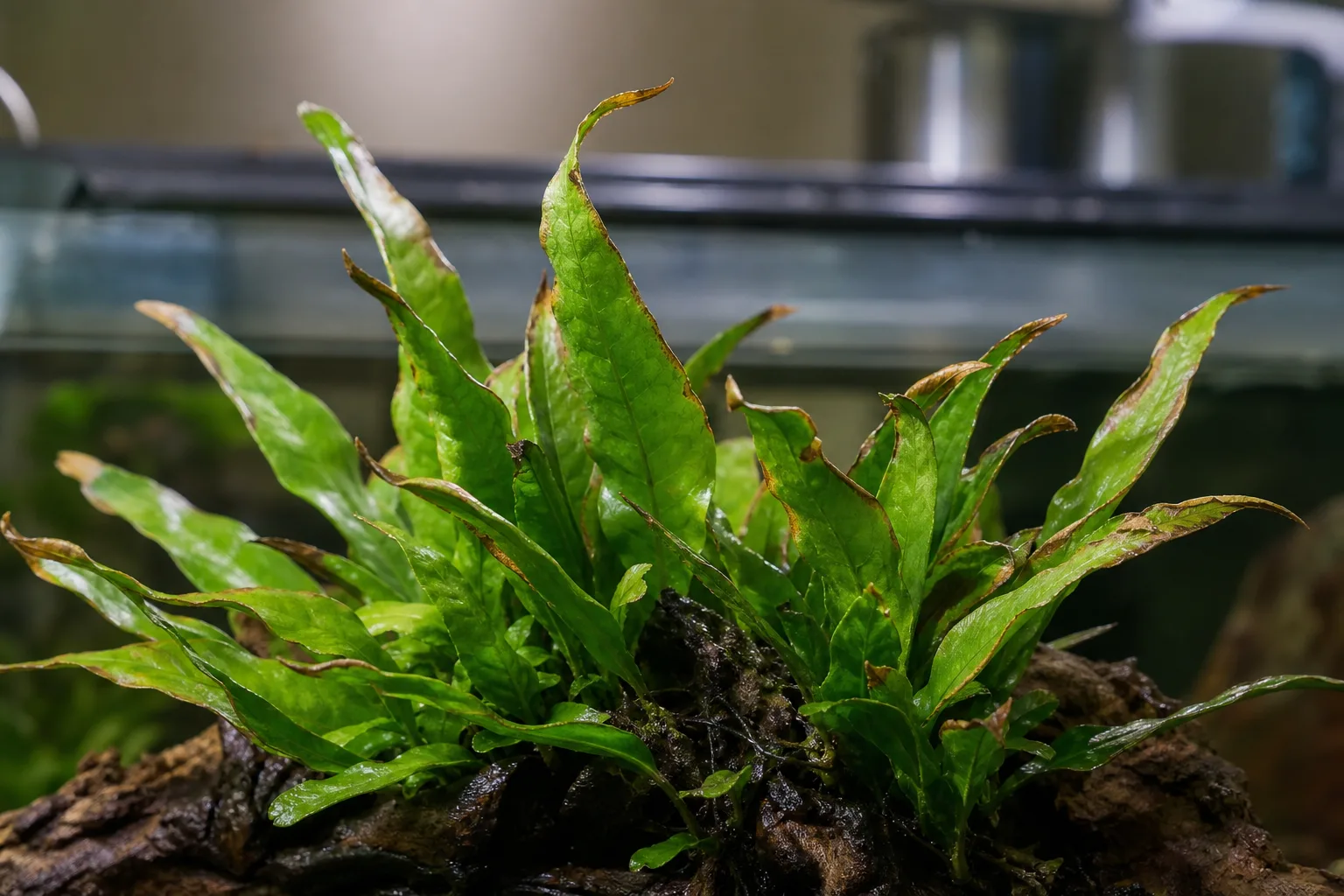 Low Humidity on Java Fern - visible symptom on the plant
