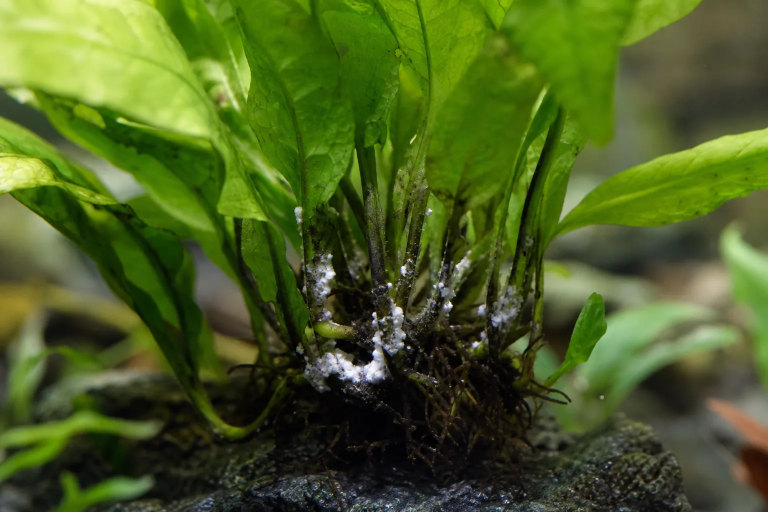 Mealybugs on Java Fern - visible symptom on the plant