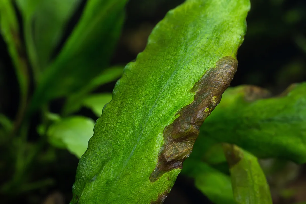 Close-up of Overfertilization on Java Fern - diagnostic detail