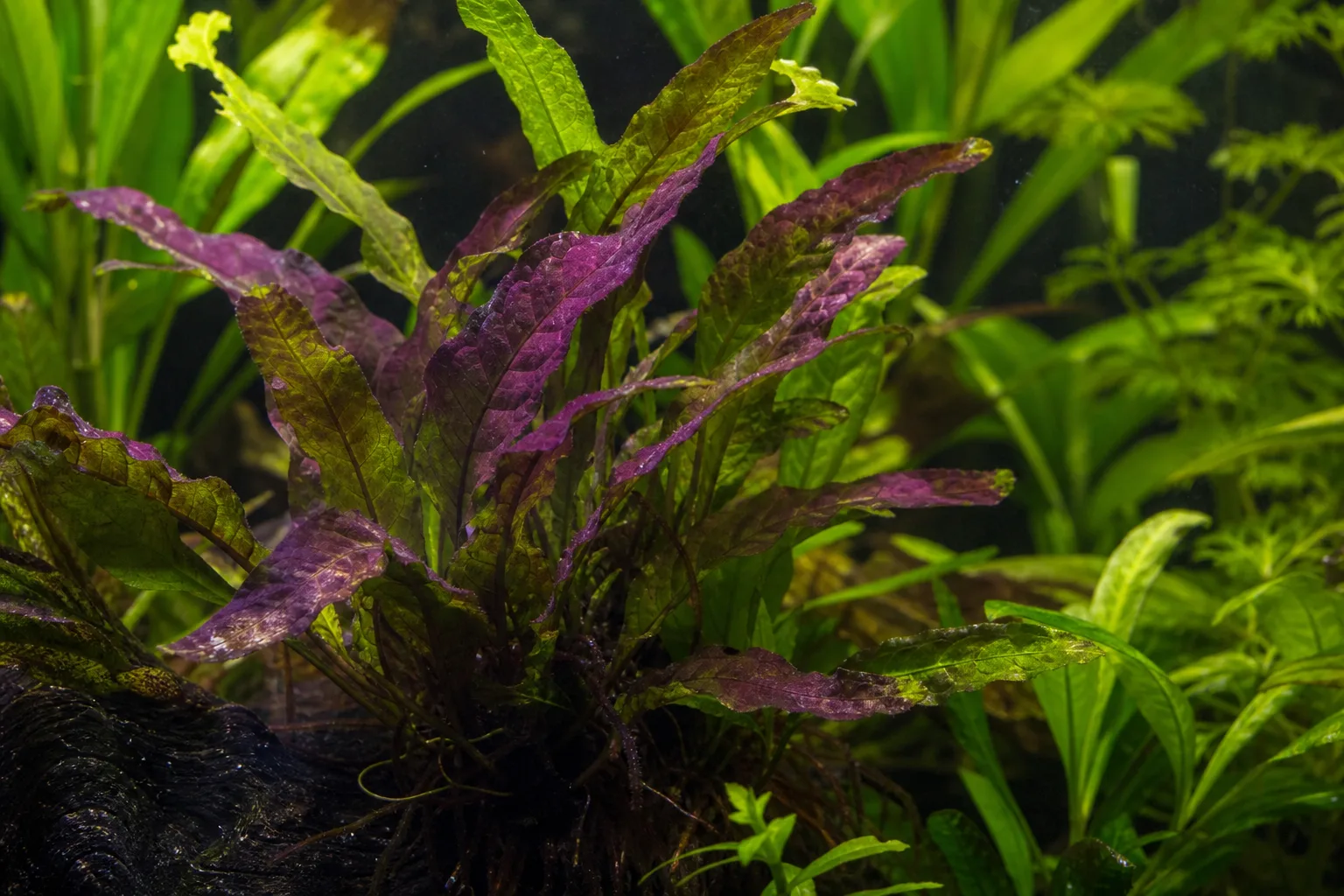 Purple Leaves on Java Fern - visible symptom on the plant