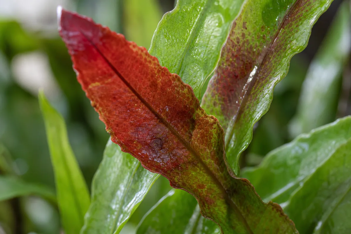 Close-up of Red Leaves on Java Fern - diagnostic detail