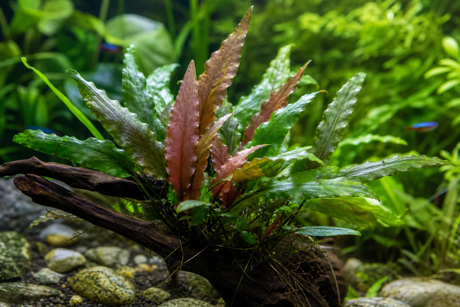 Red Leaves on Java Fern - visible symptom on the plant