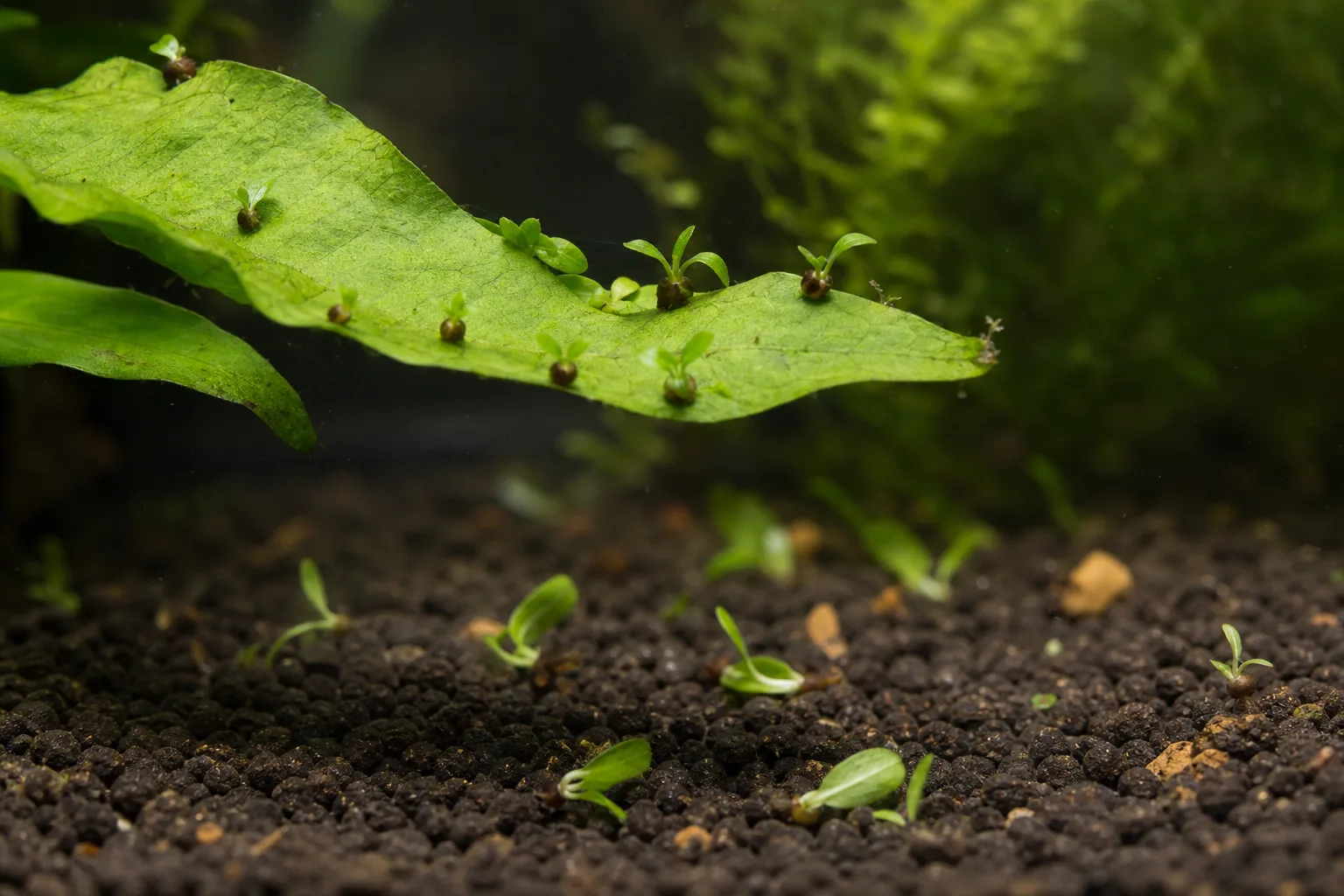 Seedlings Falling Over on Java Fern - visible symptom on the plant