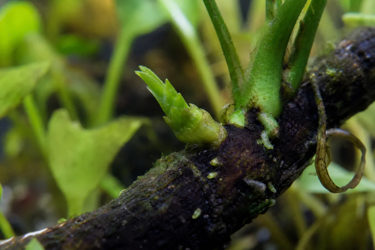 Close-up of Slow Growth on Java Fern - diagnostic detail