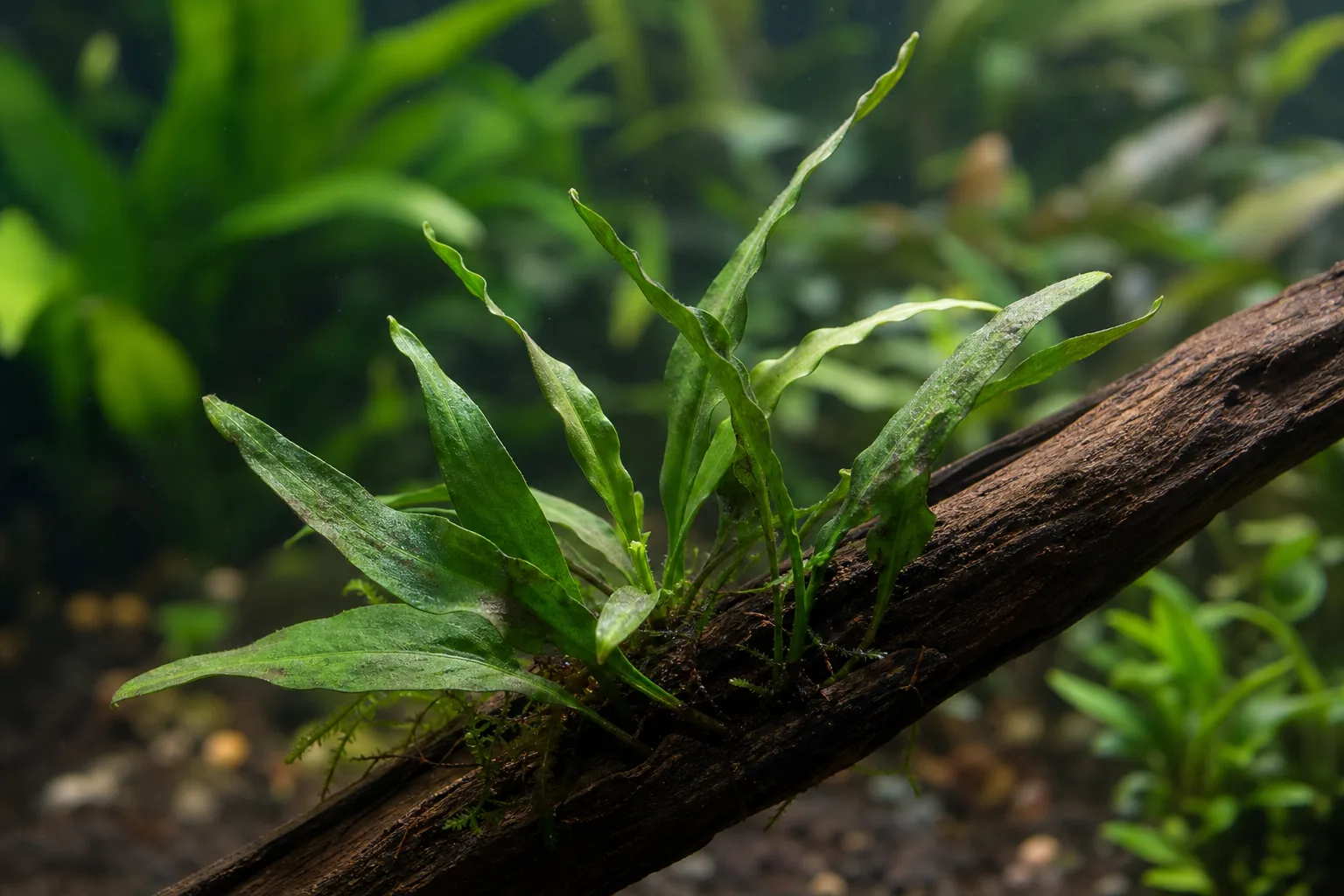 Slow Growth on Java Fern - visible symptom on the plant