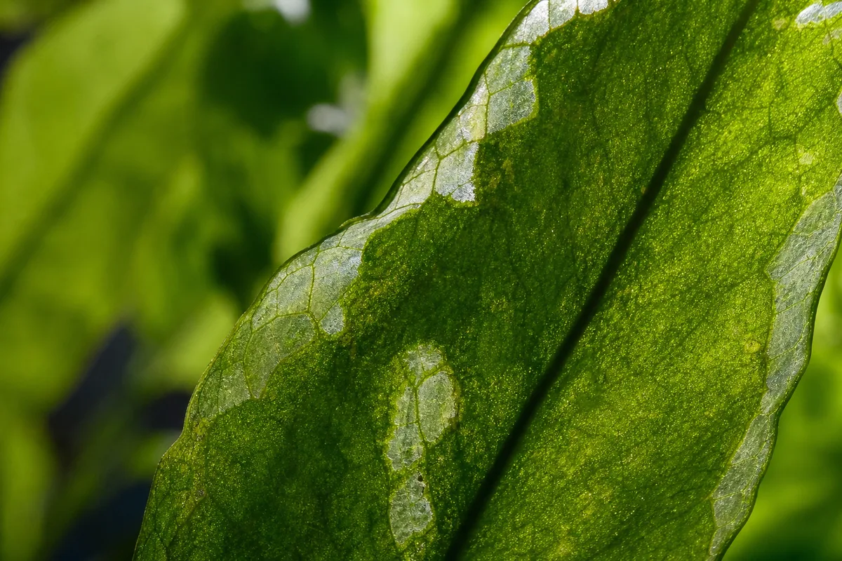 Close-up of Transparent Leaves on Java Fern - diagnostic detail