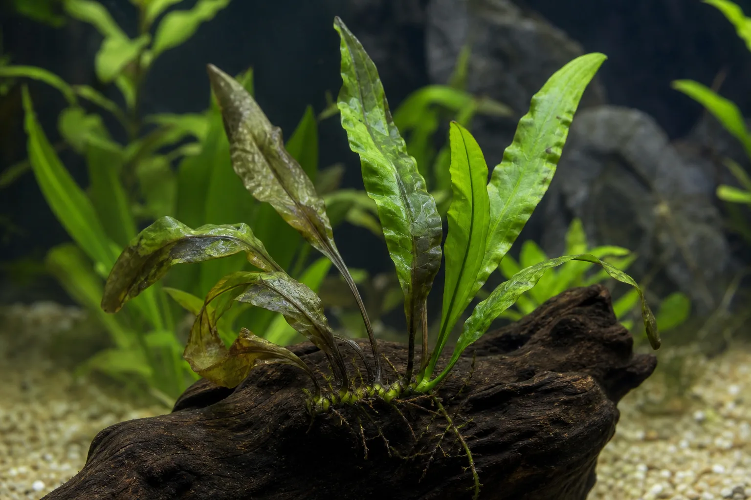Wilting on Java Fern - visible symptom on the plant