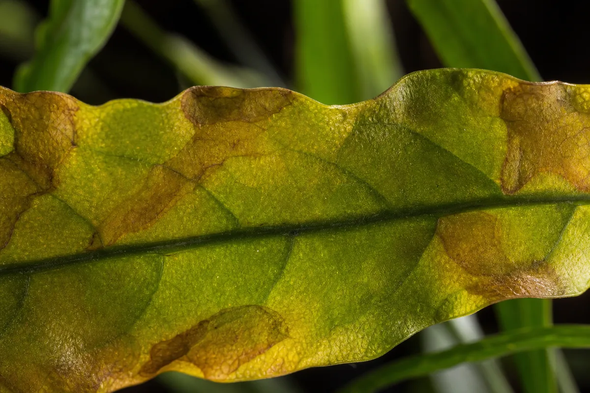 Close-up of Yellow Leaves on Java Fern - diagnostic detail