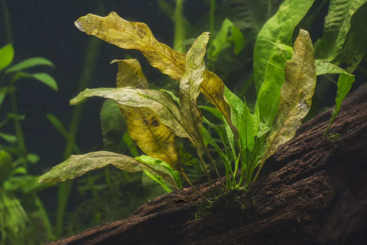 Yellow Leaves on Java Fern - visible symptom on the plant