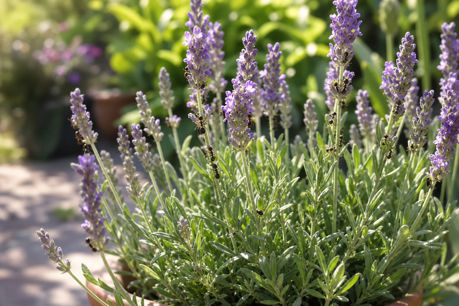 Ants on Plant on Lavender - visible symptom on the plant