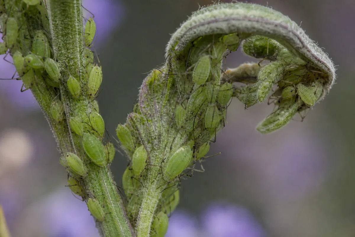 Close clusters of pale green aphids feeding on a curled lavender shoot.