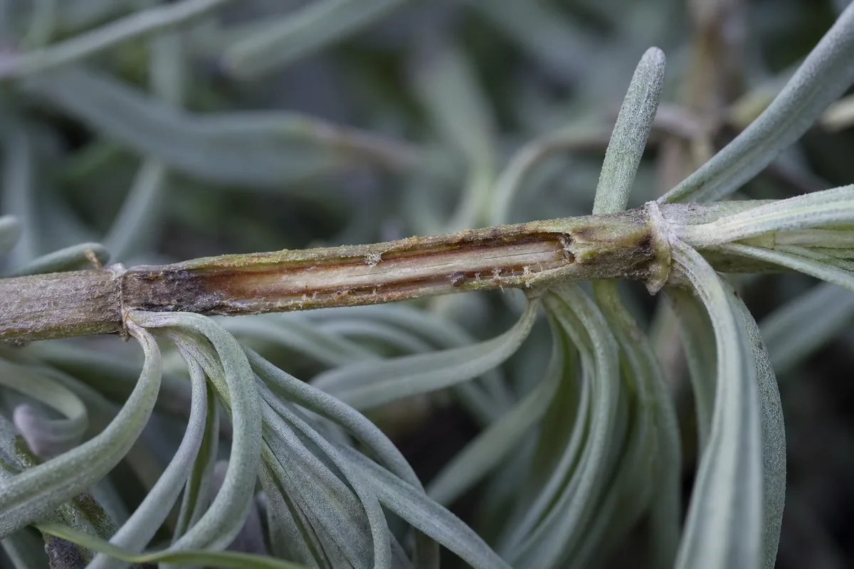 Close-up of Bacterial Wilt on Lavender - diagnostic detail