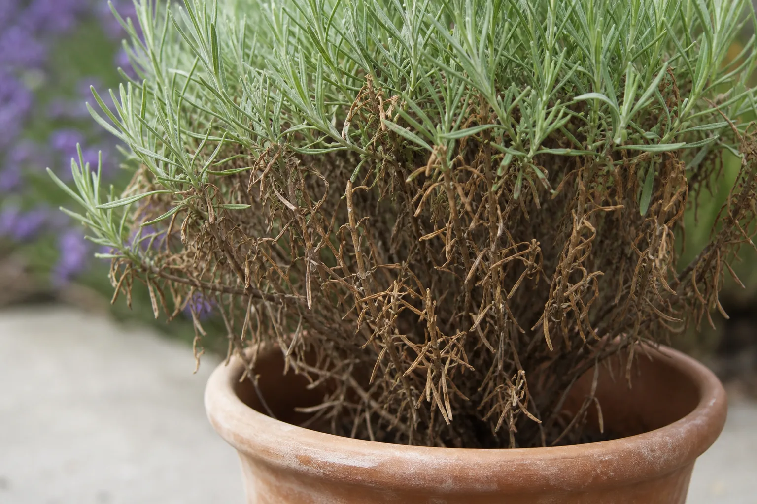 Brown Leaves on Lavender - visible symptom on the plant