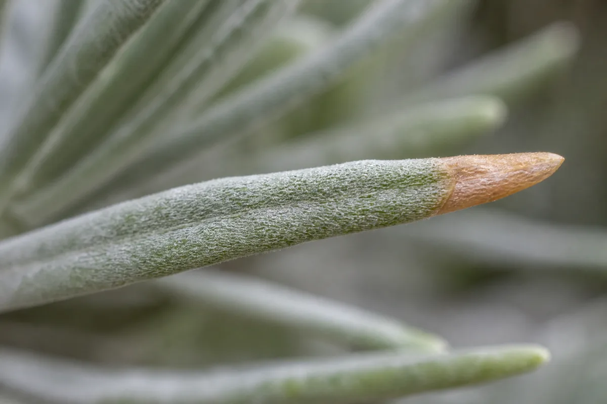 Close-up of Brown Tips on Lavender - diagnostic detail