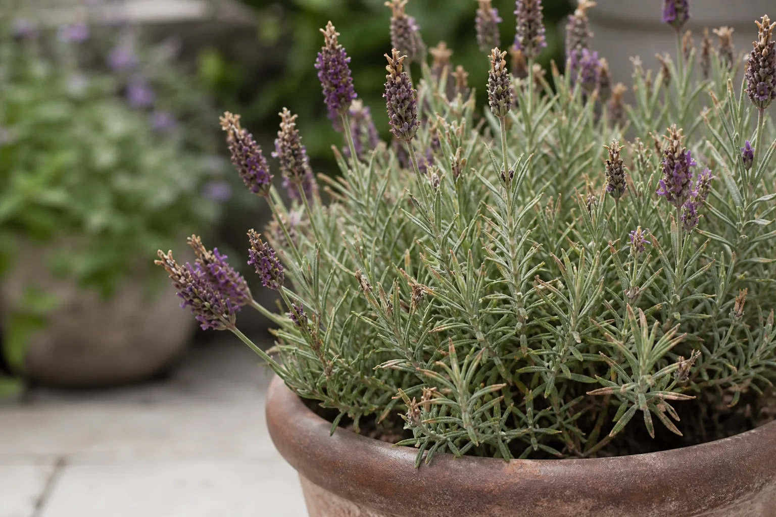 Brown Tips on Lavender - visible symptom on the plant