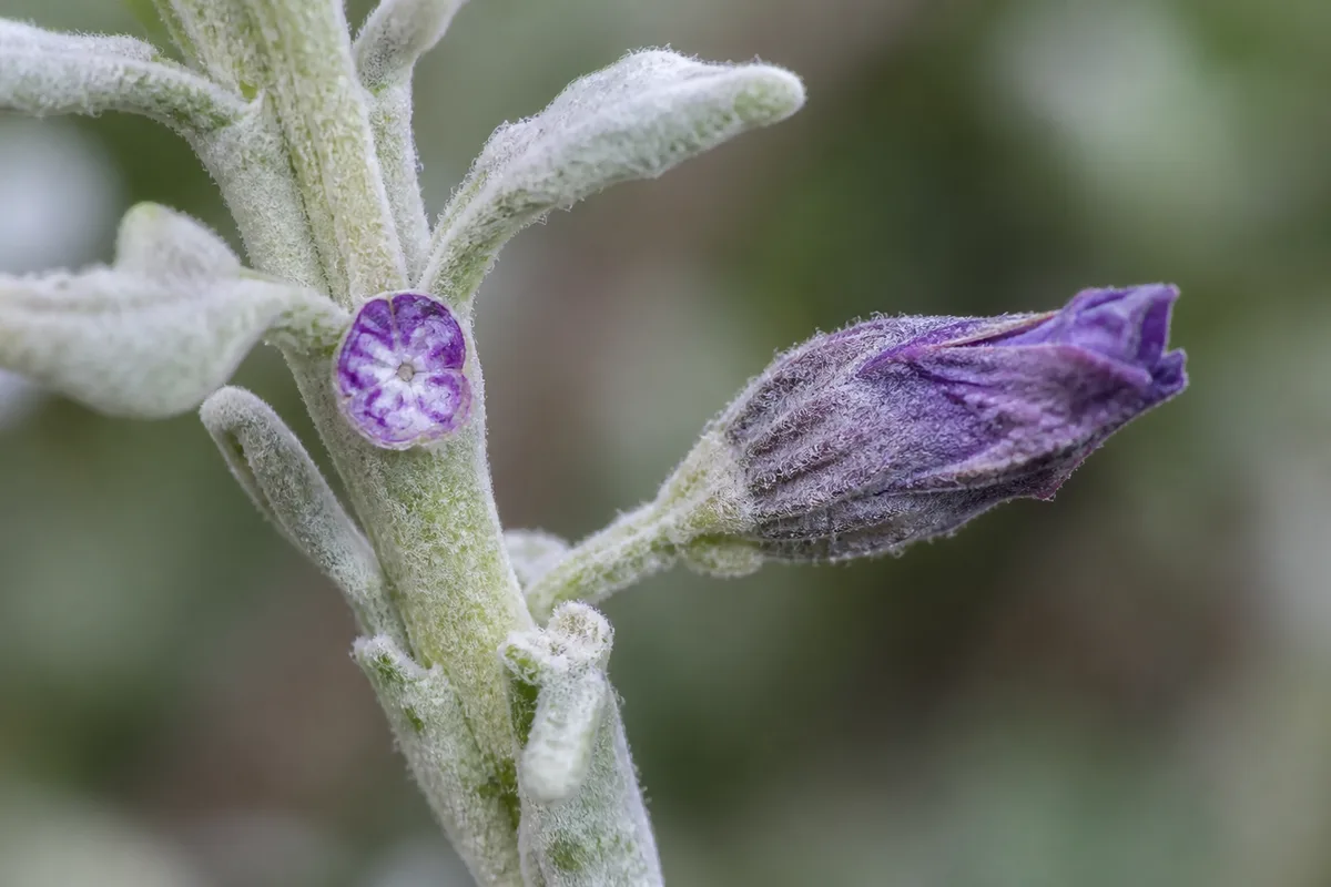 Close-up of Bud Drop on Lavender - diagnostic detail