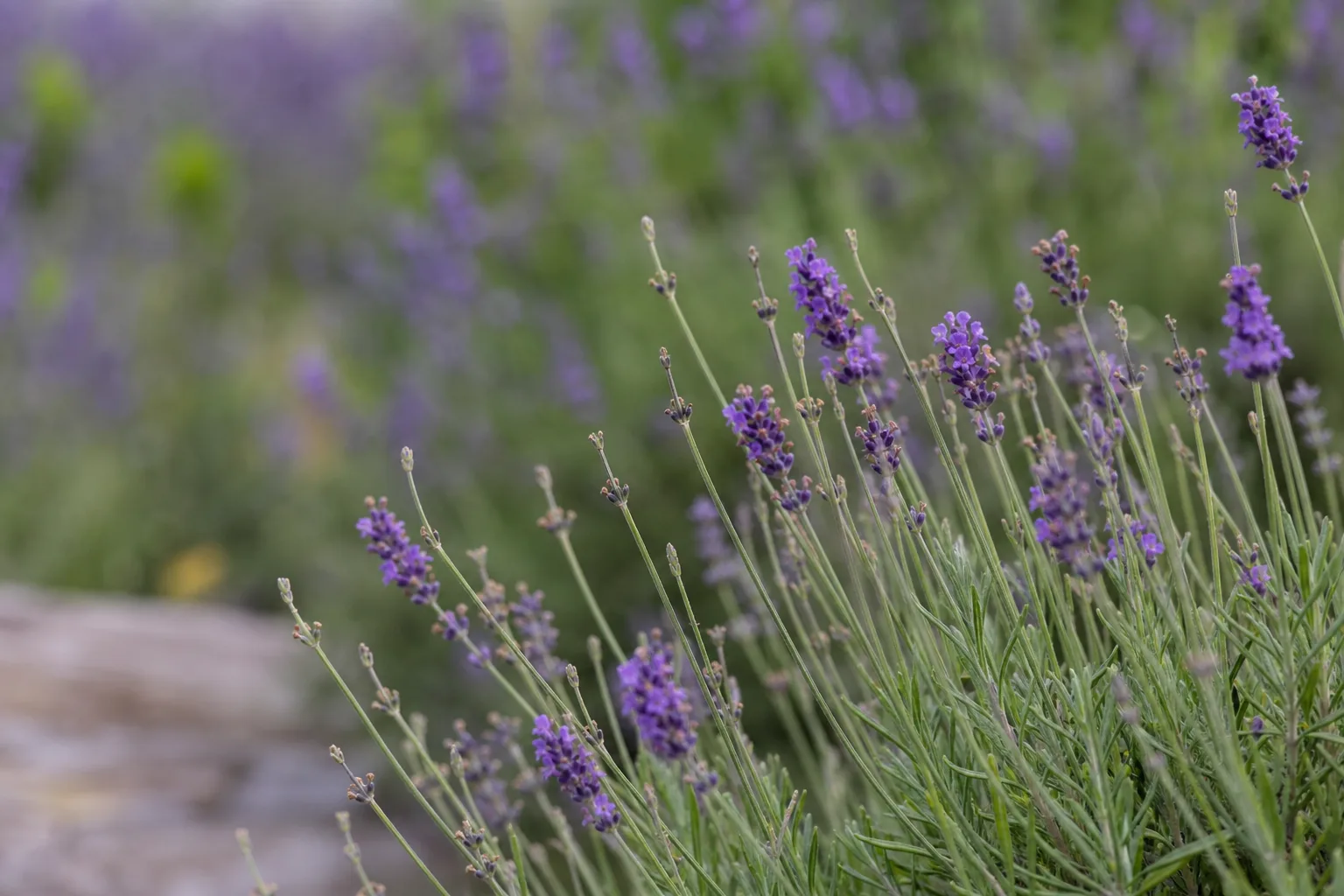 Bud Drop on Lavender - visible symptom on the plant