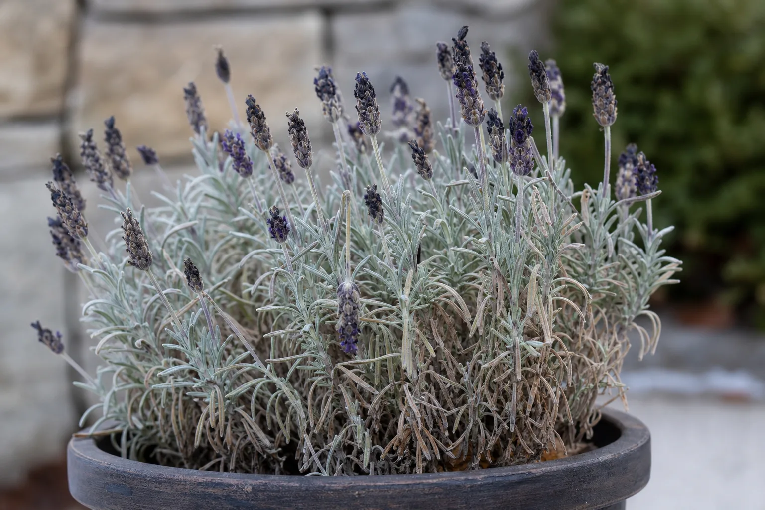 Cold Damage on Lavender - visible symptom on the plant