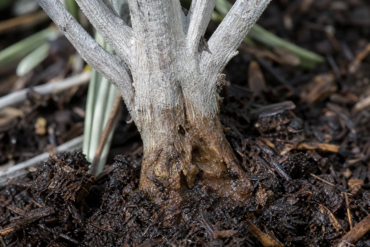Close-up of Crown Rot on Lavender - diagnostic detail